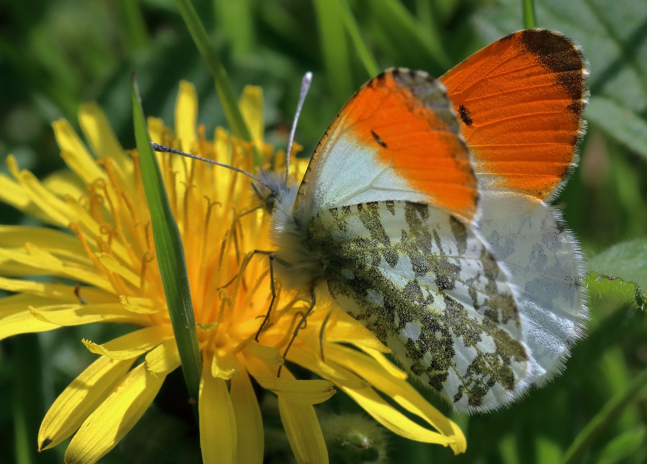 Top Home Staging Tips For Your Next Open House